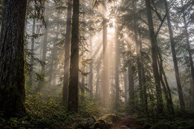 Misty forest at dawn, volumetric light, photorealistic