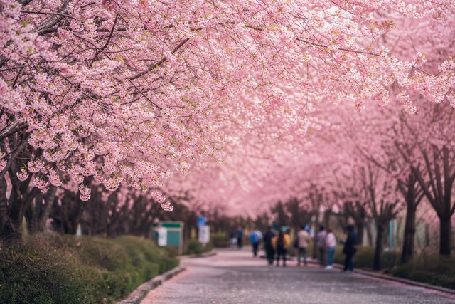 Cherry blossom alley, soft bokeh